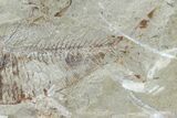 Cretaceous Fossil Fish (Armigatus) - Lebanon #77121-2